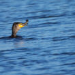 Grand Cormoran avalant un poisson-chat